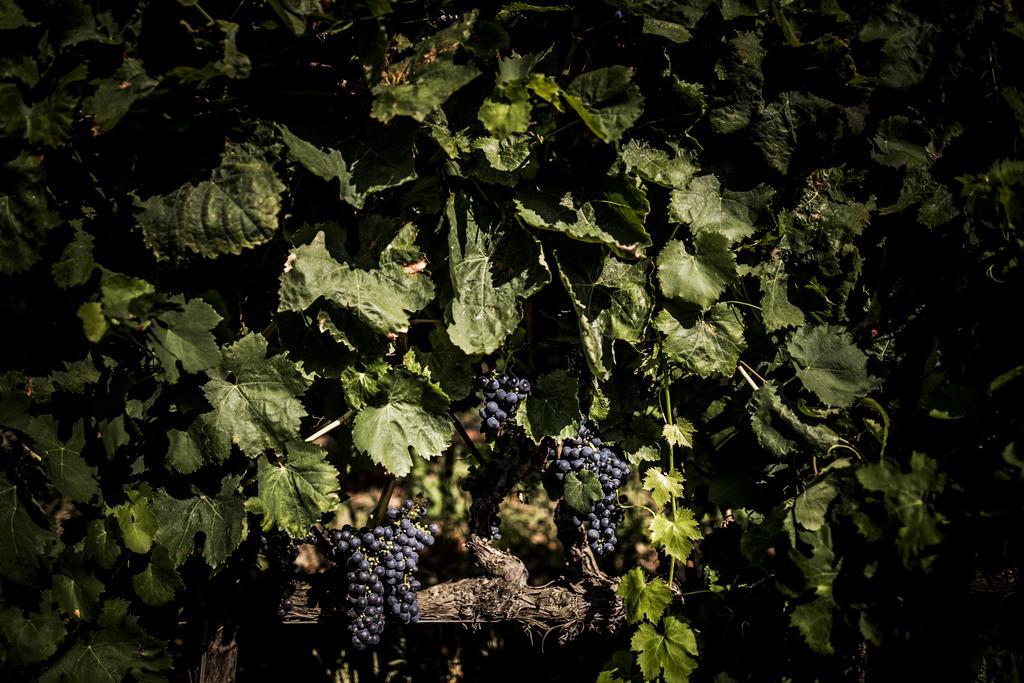 Agriturismo Il Giriatello Κρότωνας Εξωτερικό φωτογραφία