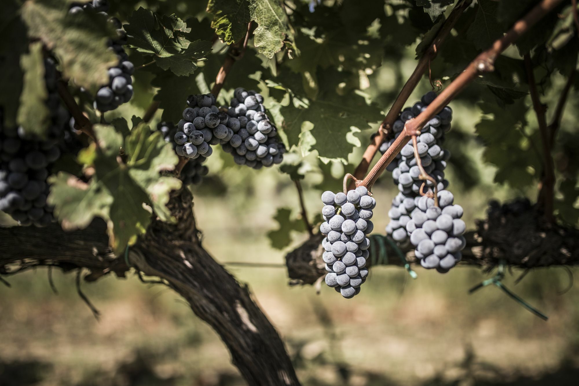Agriturismo Il Giriatello Κρότωνας Εξωτερικό φωτογραφία