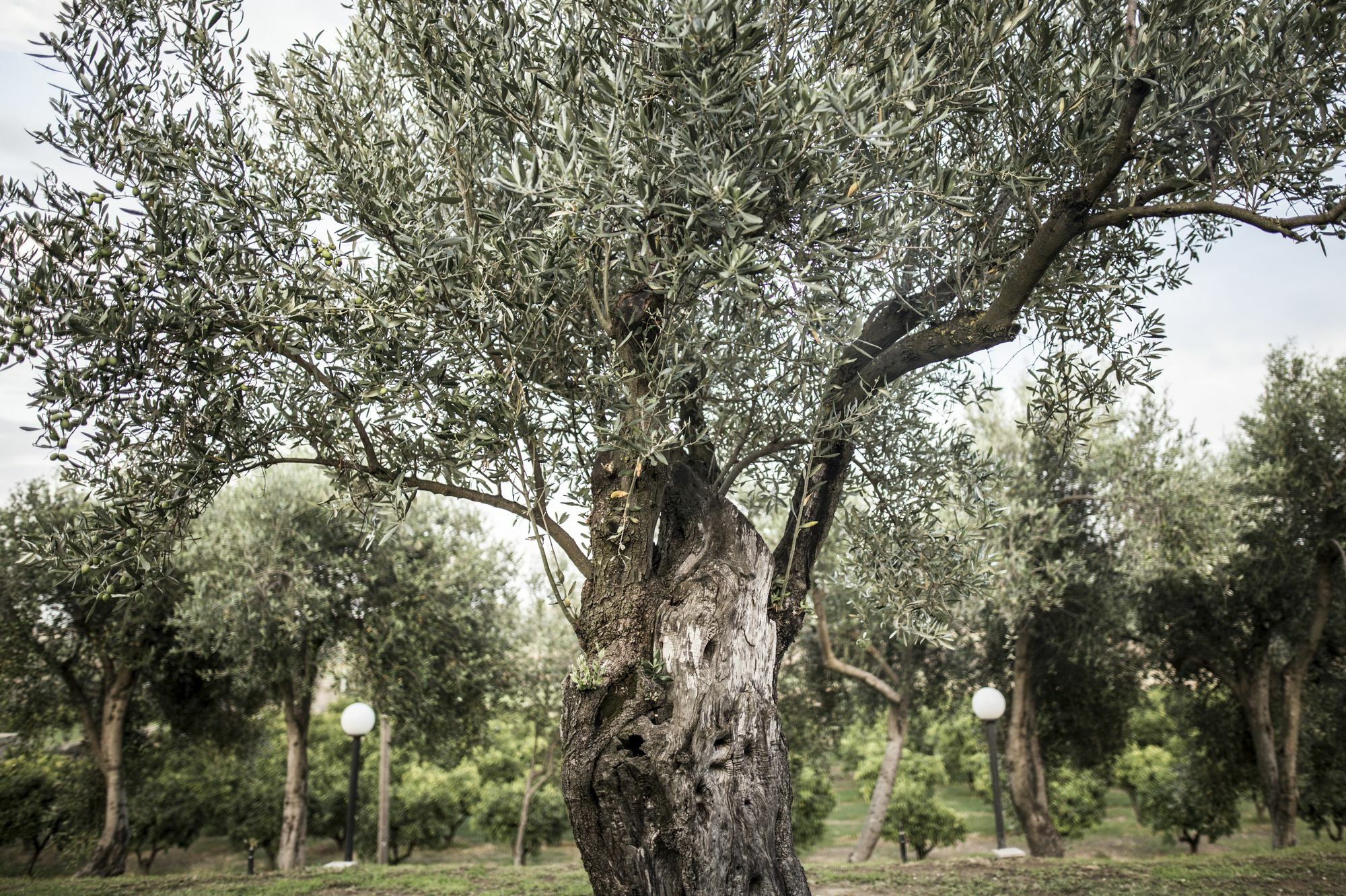 Agriturismo Il Giriatello Κρότωνας Εξωτερικό φωτογραφία